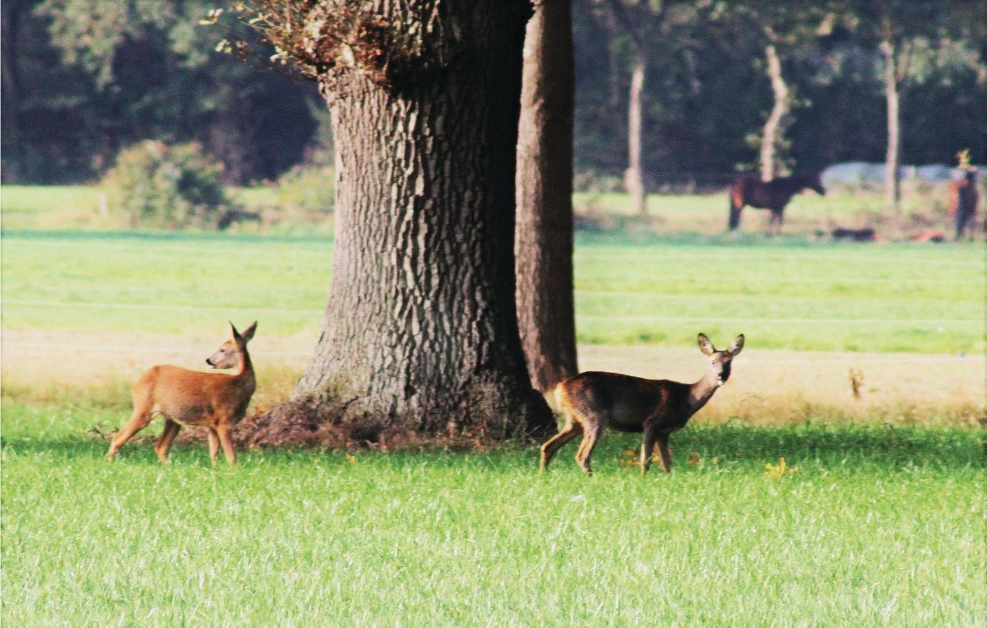 Vossenhol Villa Ommen Dış mekan fotoğraf